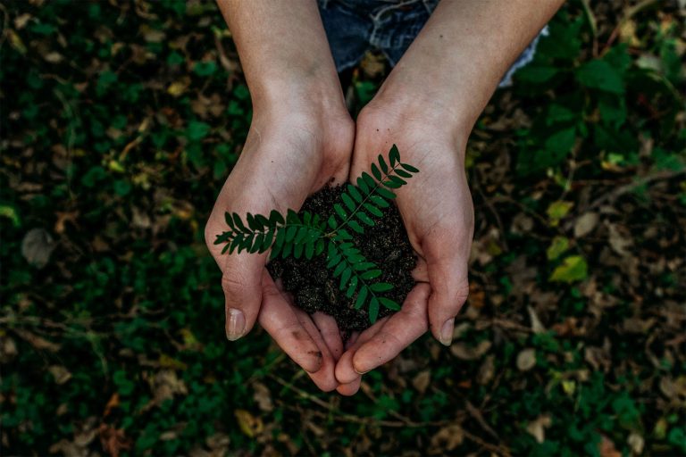 A person holding some soil with a plant in her hands